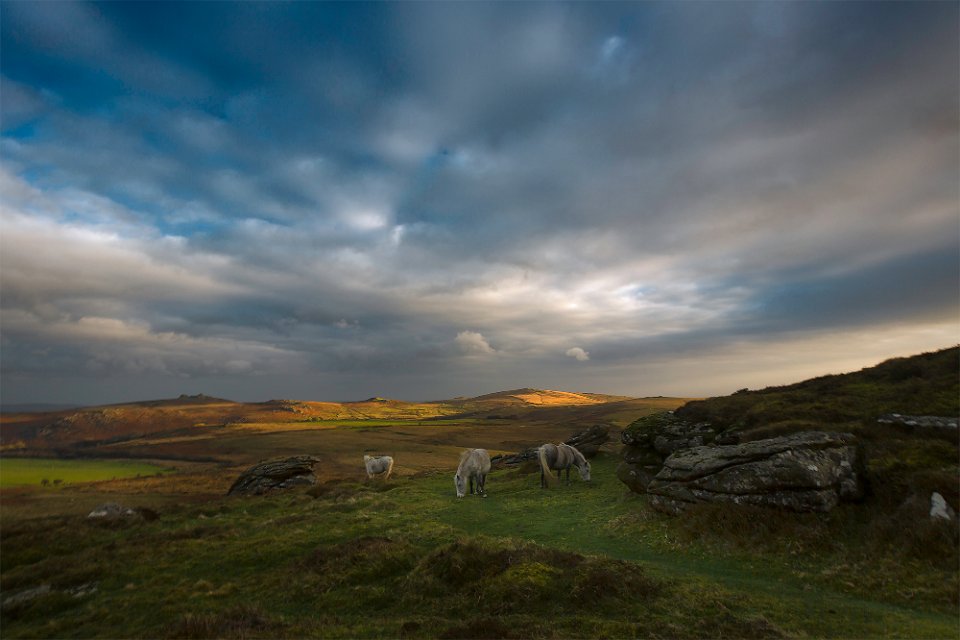 white horses2